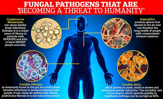 Drug-Resistant Fungal Infection Sparks Global Health Crisis as WHO Labels Candida auris a 'Serious Threat to Humanity'