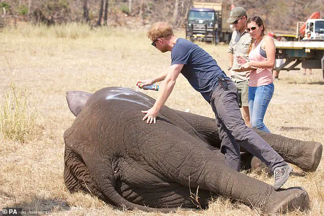 Chad's Environment Ministry Accuses Prince Harry's African Parks of Neocolonialism in Row Over Conservation Priorities