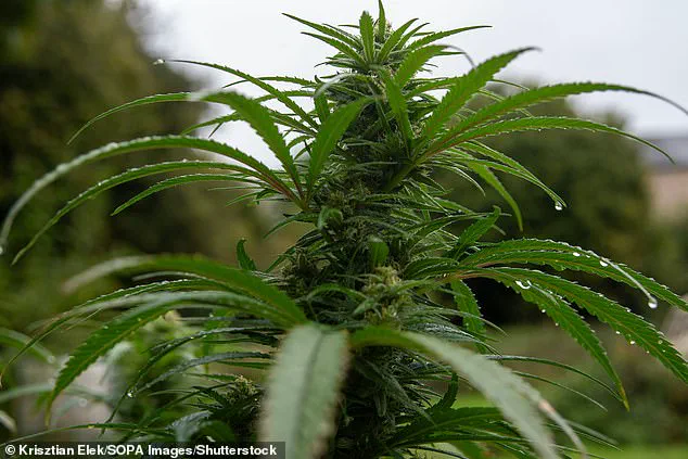 Hope for Cancer Patients with Cachexia: Synthetic Cannabis Compound Shows Promise in Reversing Wasting Syndrome