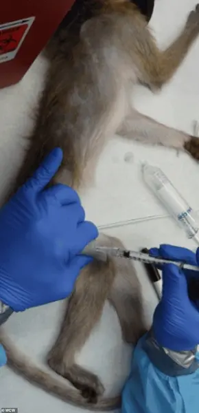 Late-Breaking: Trump's CDC-Funded Primate Research Ban Sparks Urgent Debate Over Ethics and Medical Innovation