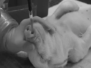Trump Administration Halts CDC Research on Monkeys and Apes Amid Shift Toward Reducing Animal Testing