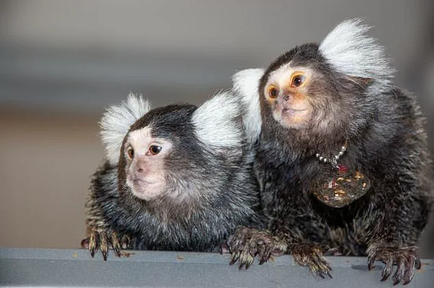 Trump Administration Halts CDC Research on Monkeys and Apes Amid Shift Toward Reducing Animal Testing