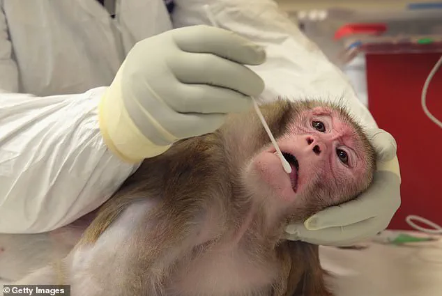 Trump Administration Halts CDC Research on Monkeys and Apes Amid Shift Toward Reducing Animal Testing