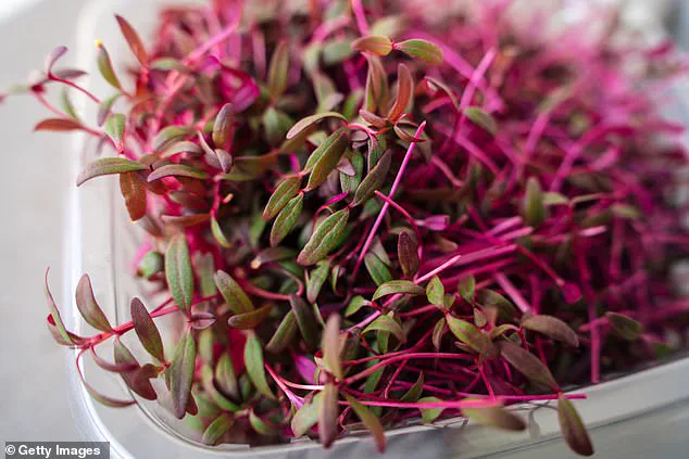 Experts Highlight Amaranth as a Nutrient-Rich Superfood with Potential to Boost Public Well-Being