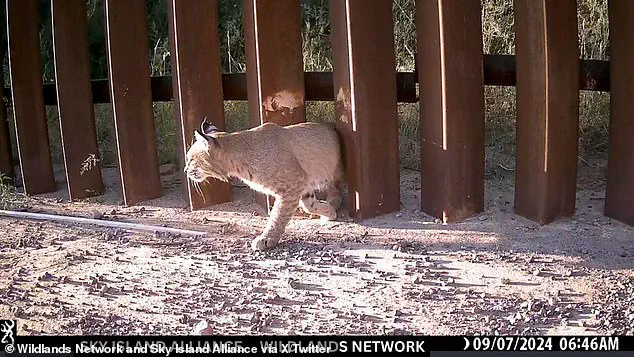 Privileged Access, Limited Impact: The Joke of Border Wall 'Doggy Doors'