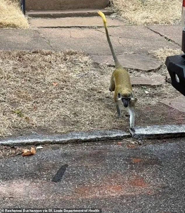 St. Louis Health Department Issues Alert Regarding Non-Native Primates in North City Area