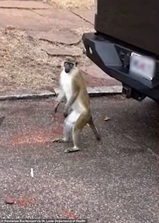 St. Louis Health Department Issues Alert Regarding Non-Native Primates in North City Area