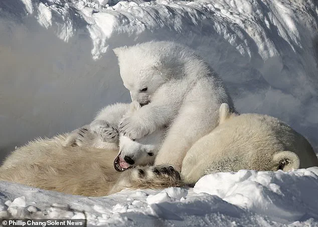 Photographer Captures Rare Moment of Polar Bear Mother and Cubs in Churchill, Manitoba