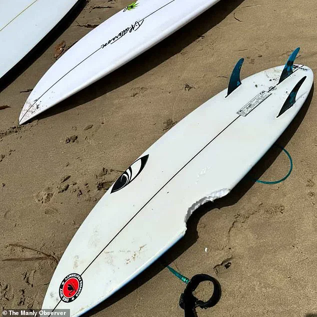 Shark Attacks on Sydney Beaches Spark Lockdown and Community Fear: 'Urgent Action Needed' Says Marine Expert