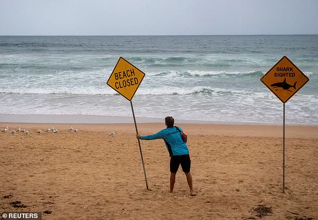 Shark Attacks on Sydney Beaches Spark Lockdown and Community Fear: 'Urgent Action Needed' Says Marine Expert