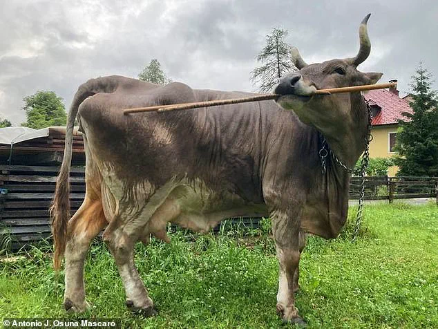 Veronika the Cow's Tool-Use Sparks Scientific Revolution, Says Researchers