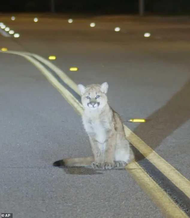 Exclusive Footage Reveals Rare Mountain Lion Cub on LA Roadway