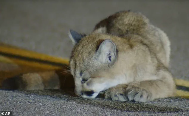 Exclusive Footage Reveals Rare Mountain Lion Cub on LA Roadway