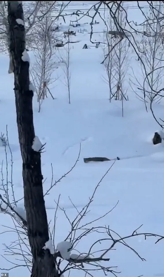 Tourist Seriously Injured After Attempting to Take Selfie with Snow Leopard in Remote Chinese Village, Incident Captured on Video