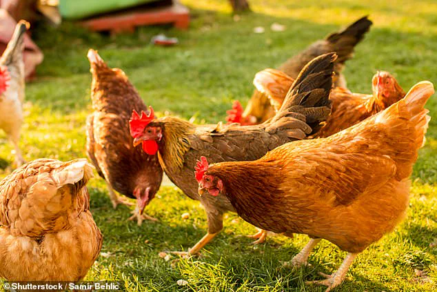 Eggs in Crisis: Premium Brand Vital Farms Faces Social Media Backlash Over Nutritional Claims
