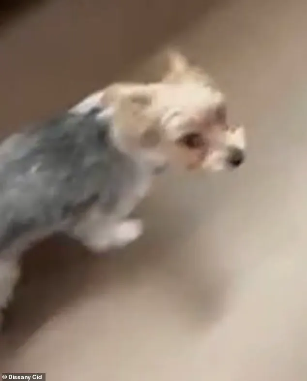 Exclusive Access: The Hidden Internet Trend Behind a Dog's Death
