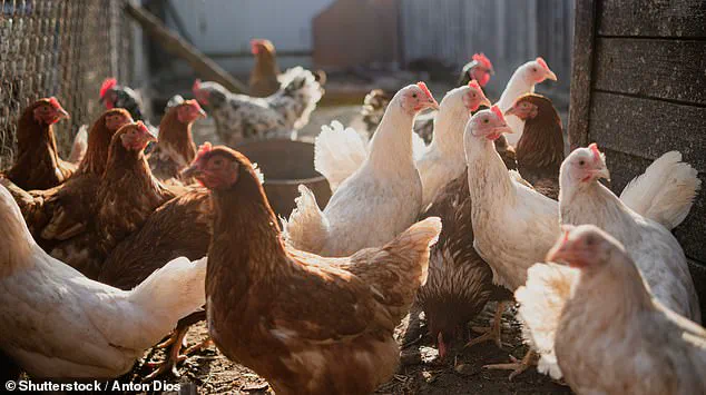 Exclusive Expert Insights: Navigating Meat Consumption and Public Health in the UK