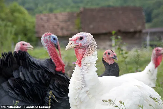 Exclusive Expert Insights: Navigating Meat Consumption and Public Health in the UK