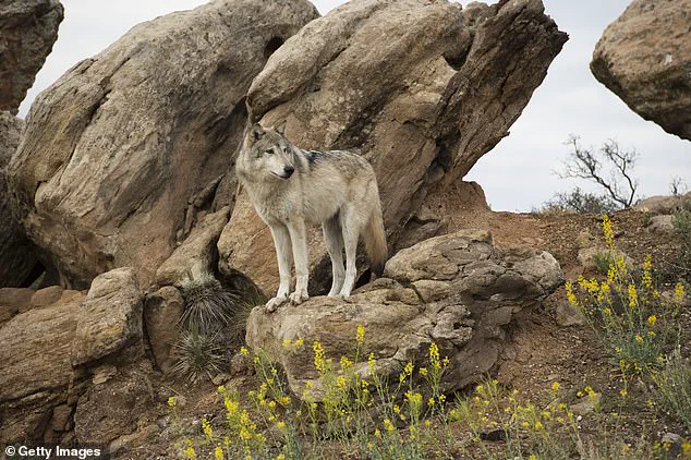 Utah's Lethal Removal of Gray Wolves in Delisted Zone Sparks Conservation and State Authority Debate