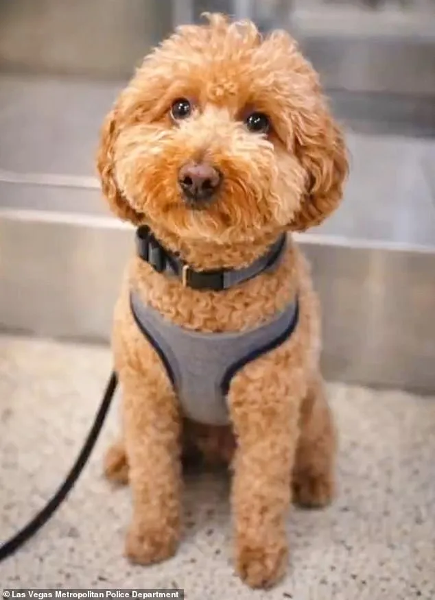 Germiran Bryson Charged with Animal Abandonment After Leaving Puppy at Las Vegas Airport