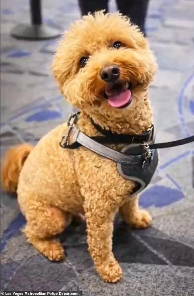Germiran Bryson Charged with Animal Abandonment After Leaving Puppy at Las Vegas Airport