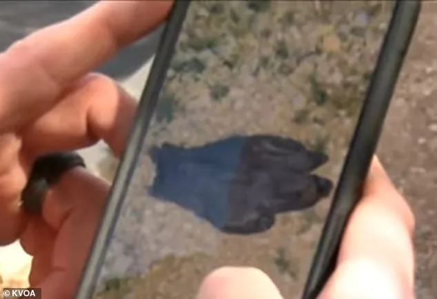 Bloodstained Glove Discovery Reignites Hope in Nancy Guthrie Disappearance Case