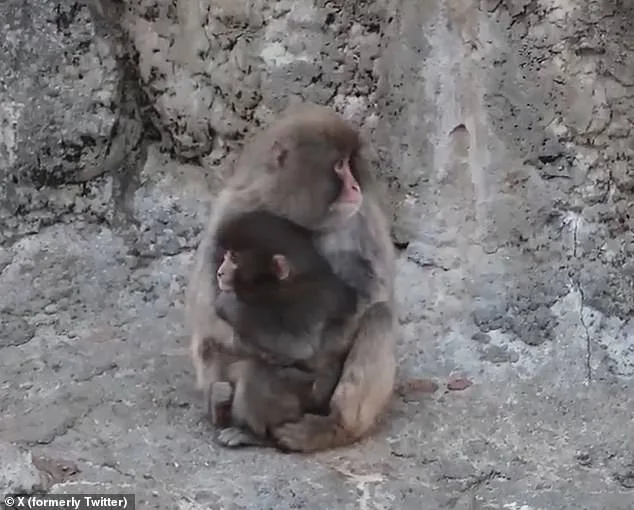 A Macaque's Unlikely Path to Solace: From Isolation to Lifelong Friendship with a Stuffed Orangutan