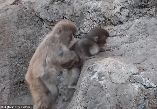 A Macaque's Unlikely Path to Solace: From Isolation to Lifelong Friendship with a Stuffed Orangutan