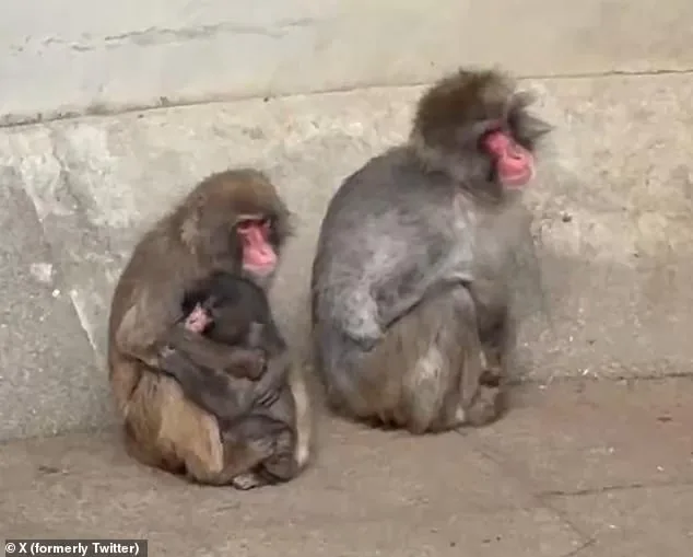 A Macaque's Unlikely Path to Solace: From Isolation to Lifelong Friendship with a Stuffed Orangutan