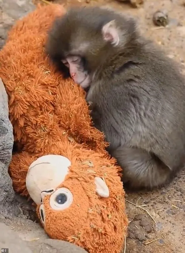 A Macaque's Unlikely Path to Solace: From Isolation to Lifelong Friendship with a Stuffed Orangutan