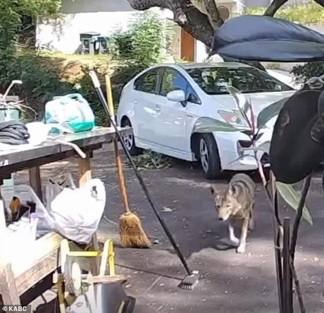 Three-Year-Old Boy's Terrifying Coyote Encounter in Pasadena Highlights Urban Predator Threat