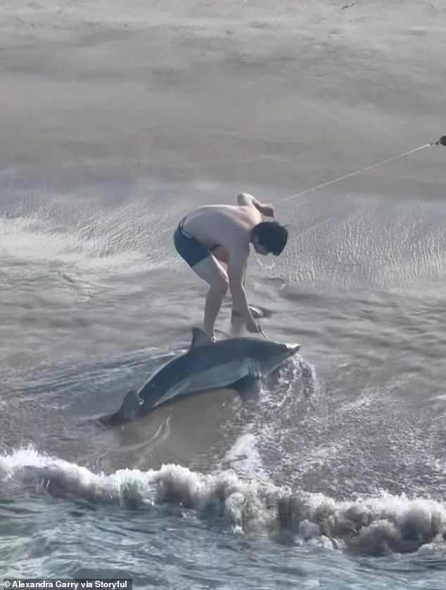 Heroic Rescue: Fisherman Bravely Frees Juvenile Great White Shark in Viral Underwear Rescue
