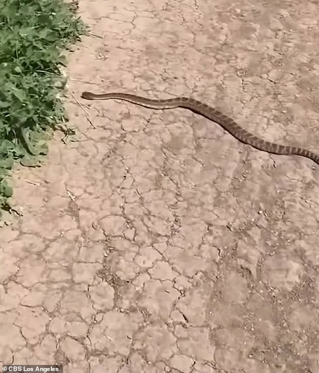 14-Year-Old Girl Survives Venomous Rattlesnake Bite in California Adventure
