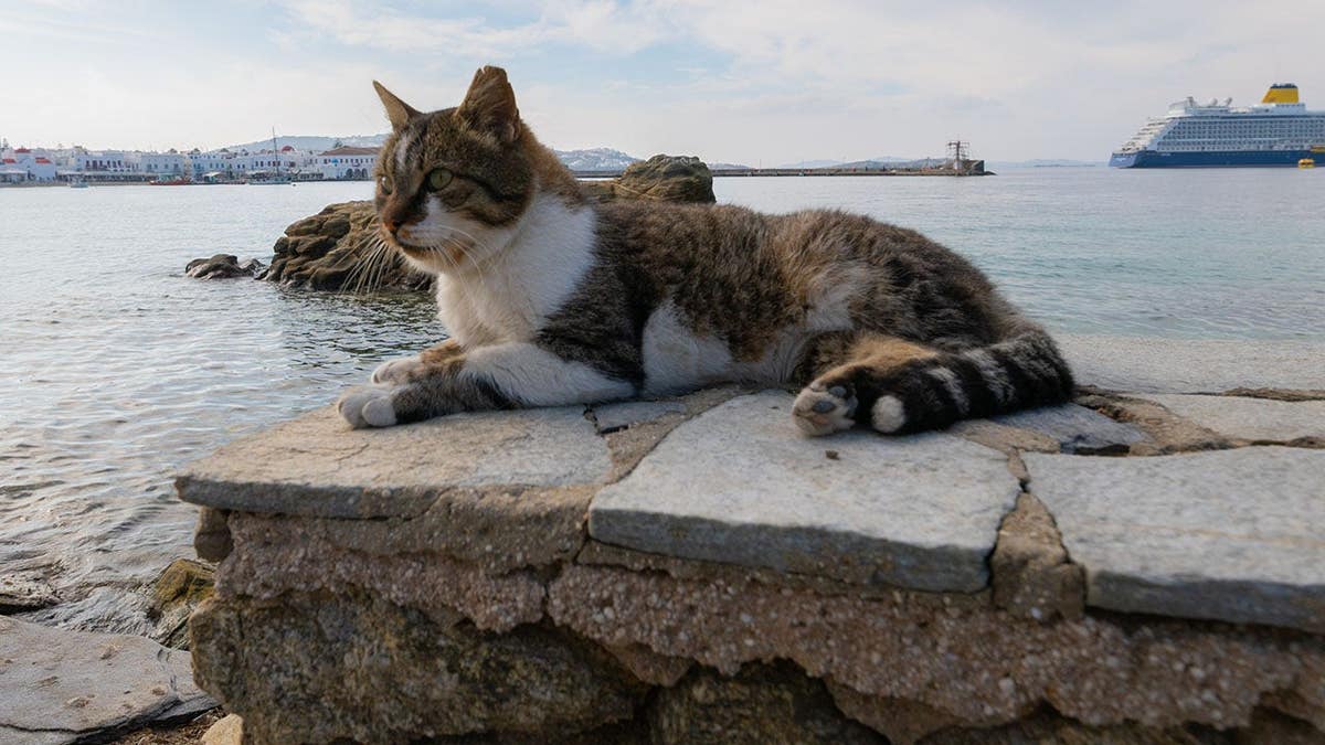 Fabled Voyages becomes first major cruise line to officially accept pet deposits.