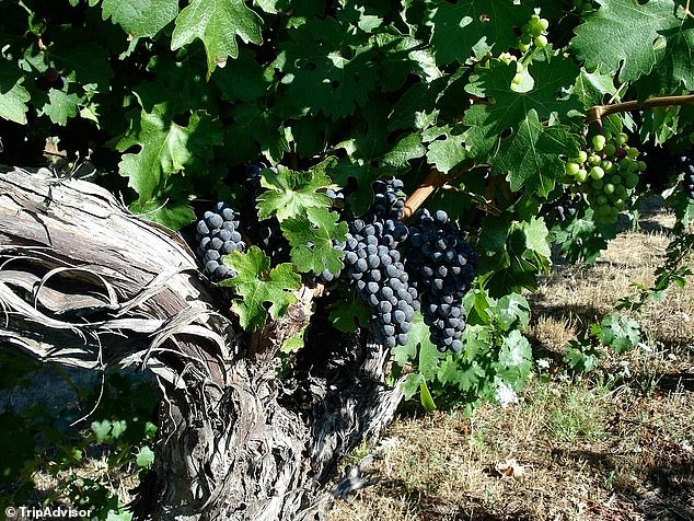 Oregon Winery Owners Face Historic Penalty for Misusing AI in Court