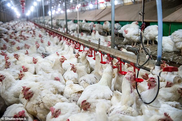 UK to vaccinate 4,000 people against evolving H5N1 bird flu.