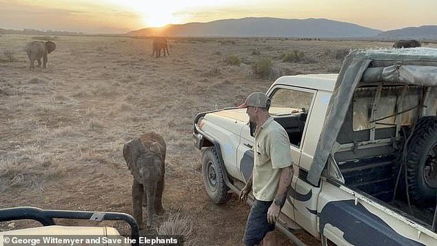 Lost elephant calf reunited with family after rescue mission in Kenya.