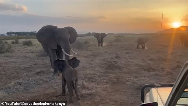 Lost elephant calf reunited with family after rescue mission in Kenya.