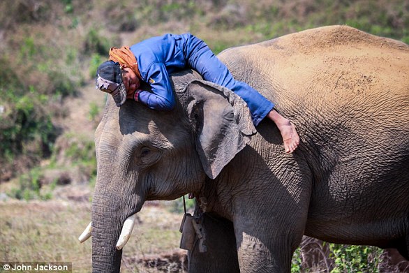 Lost elephant calf reunited with family after rescue mission in Kenya.