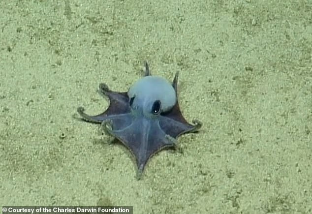 Scientists Discover Tiny Blue Octopus New Species in Galápagos