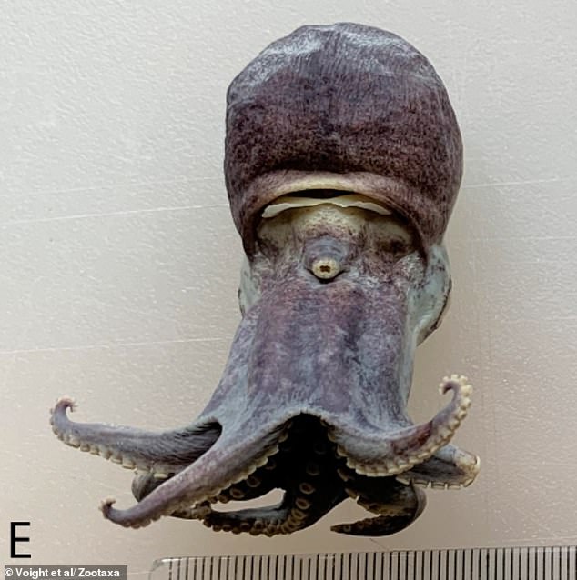 Scientists Discover Tiny Blue Octopus New Species in Galápagos