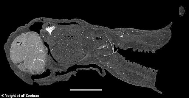 Scientists Discover Tiny Blue Octopus New Species in Galápagos