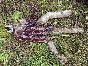 Scientists Discover Tiny Blue Octopus New Species in Galápagos