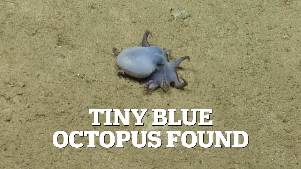 Scientists Discover Tiny Blue Octopus New Species in Galápagos