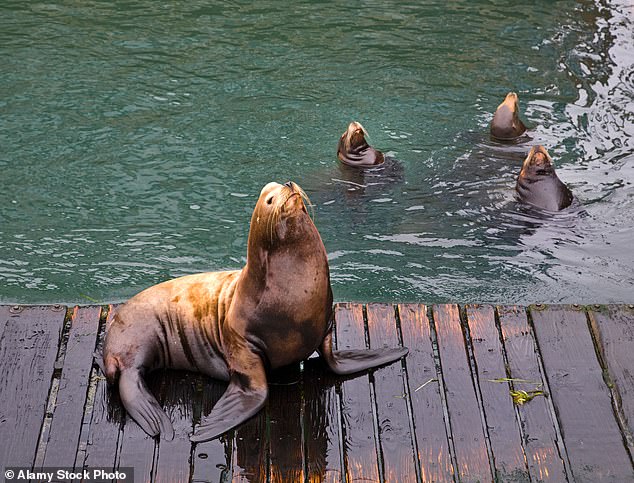 Sea Lion Cull Debate Intensifies Over Salmon Survival in Pacific Northwest