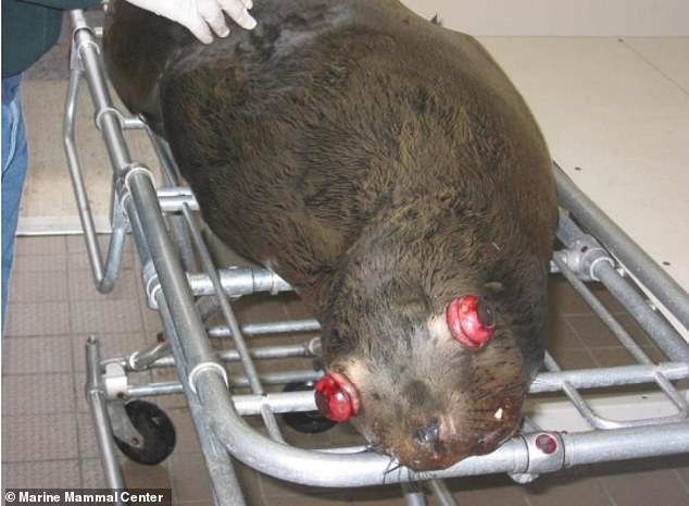 Sea Lion Cull Debate Intensifies Over Salmon Survival in Pacific Northwest