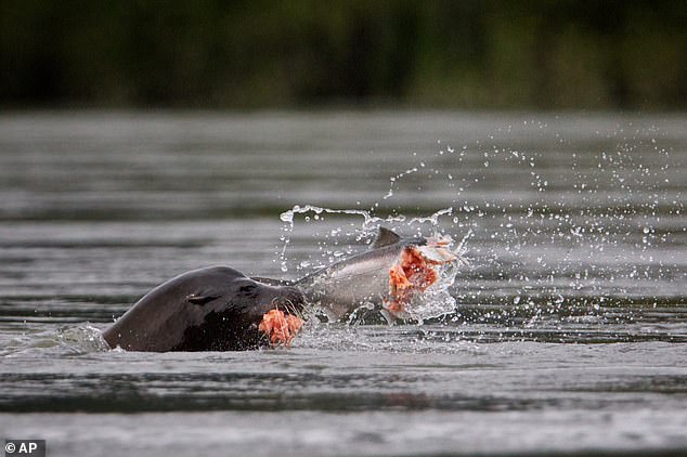 Sea Lion Cull Debate Intensifies Over Salmon Survival in Pacific Northwest