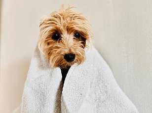 Chinese startup launches AI collar claiming to translate pet sounds.
